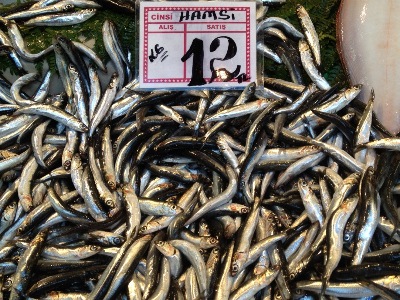 Hamsi (Black Sea anchovies), photo by Ansel Mullins